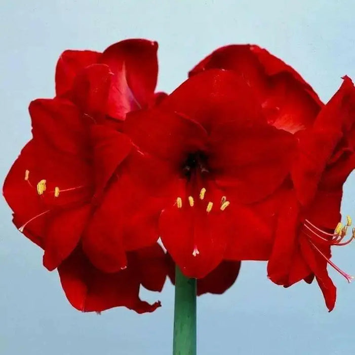 Amaryllis Peruvian Red HEART -(BULBS) DOUBLE  FLOWERS,GREAT GIFT - Caribbean garden seed