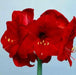 Amaryllis Peruvian Red HEART -(BULBS) DOUBLE  FLOWERS,GREAT GIFT - Caribbean garden seed