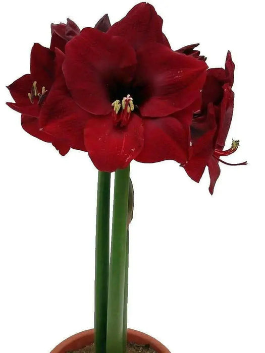 Amaryllis MANDELA (BULBS) DOUBLE  FLOWERS,GREAT GIFT - Caribbean garden seed