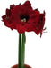 Amaryllis MANDELA (BULBS) DOUBLE  FLOWERS,GREAT GIFT - Caribbean garden seed