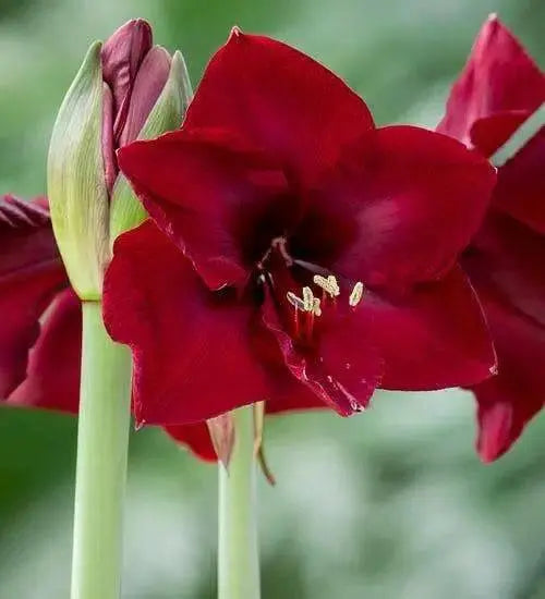 Amaryllis MANDELA (BULBS) DOUBLE  FLOWERS,GREAT GIFT - Caribbean garden seed