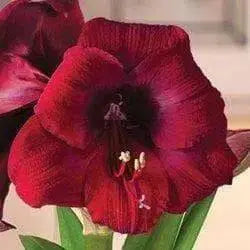 Amaryllis MANDELA (BULBS) DOUBLE  FLOWERS,GREAT GIFT - Caribbean garden seed
