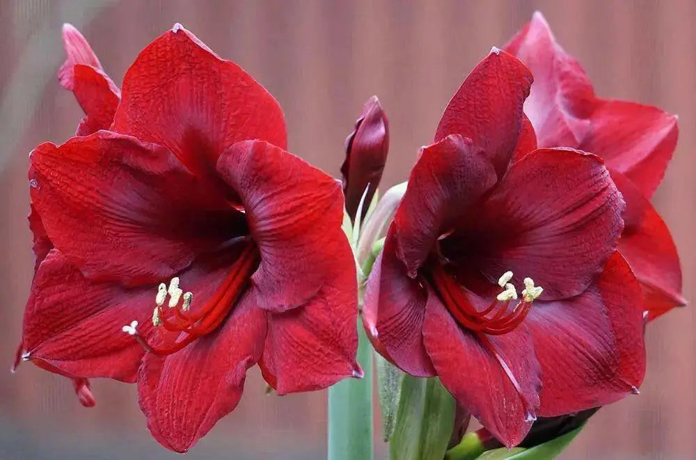 Amaryllis MANDELA (BULBS) DOUBLE  FLOWERS,GREAT GIFT - Caribbean garden seed