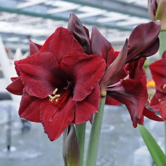 Amaryllis MANDELA (BULBS) DOUBLE  FLOWERS,GREAT GIFT - Caribbean garden seed