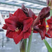 Amaryllis MANDELA (BULBS) DOUBLE  FLOWERS,GREAT GIFT - Caribbean garden seed