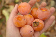 American Persimmon SEEDS, FRUIT TREE - Caribbean garden seed