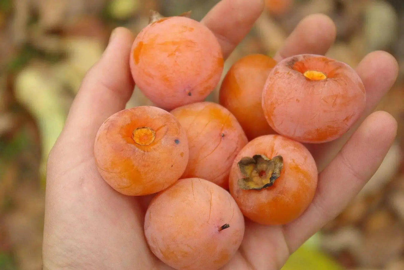 Persimmon SEEDS