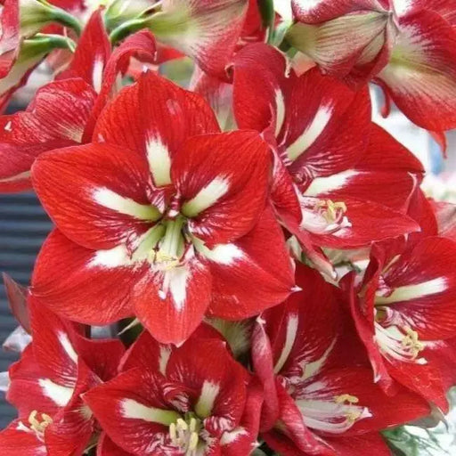 Amaryllis Minerva ,bulbs, Great Gift Item - Caribbean garden seed