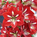 Amaryllis Minerva ,bulbs, Great Gift Item - Caribbean garden seed