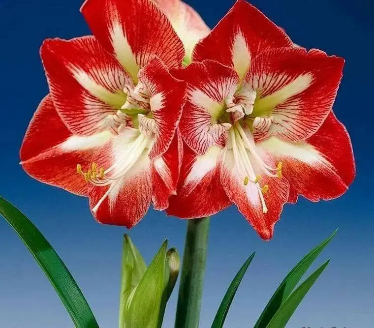 Amaryllis Minerva ,bulbs, Great Gift Item - Caribbean garden seed