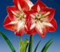 Amaryllis Minerva ,bulbs, Great Gift Item - Caribbean garden seed