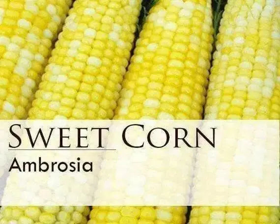 Ambrosia bi- Color Sweet Corn Seeds. - Caribbean garden seed