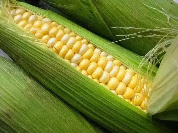Ambrosia bi- Color Sweet Corn Seeds. - Caribbean garden seed