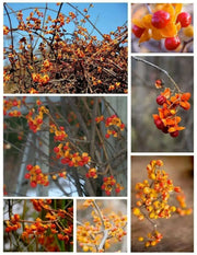 American Bittersweet Seeds - Celastrus scandens - Ornamental Fruit, - Caribbean garden seed