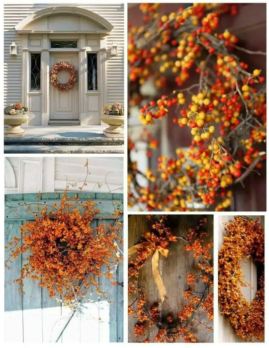 American Bittersweet Seeds - Celastrus scandens - Ornamental Fruit, - Caribbean garden seed