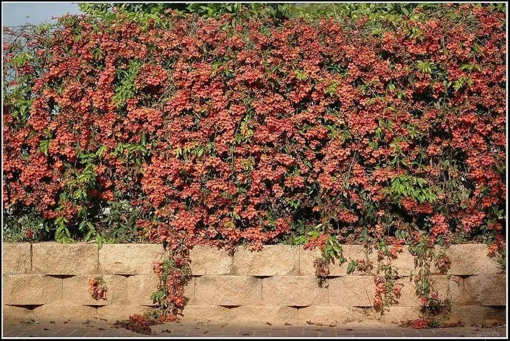 American Bittersweet Seeds - Celastrus scandens - Ornamental Fruit, - Caribbean garden seed