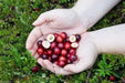 American Cranberry seeds - Caribbean garden seed