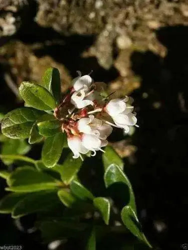 American Cranberry seeds - Caribbean garden seed