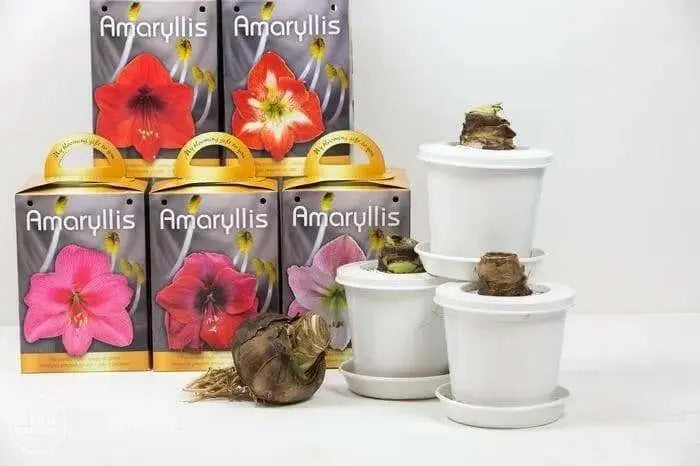 Amaryllis Assorted Pre-potted (Growing Kit ) - Caribbean garden seed