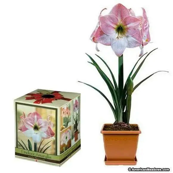Amaryllis Assorted Pre-potted (Growing Kit ) - Caribbean garden seed