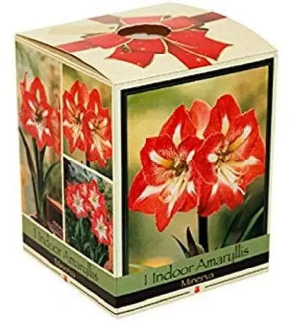 Amaryllis Assorted Pre-potted (Growing Kit ) - Caribbean garden seed