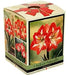 Amaryllis Assorted Pre-potted (Growing Kit ) - Caribbean garden seed