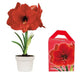 Amaryllis Assorted Pre-potted (Growing Kit ) - Caribbean garden seed