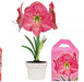 Amaryllis Assorted Pre-potted (Growing Kit ) - Caribbean garden seed