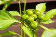 Ammazzo Pepper Seeds (Capsicum: Annuum ) -Edible, Ornamental, - Caribbean garden seed