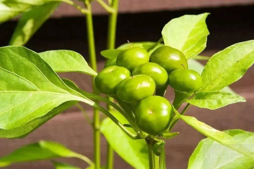 Ammazzo Pepper Seeds (Capsicum: Annuum ) -Edible, Ornamental, - Caribbean garden seed