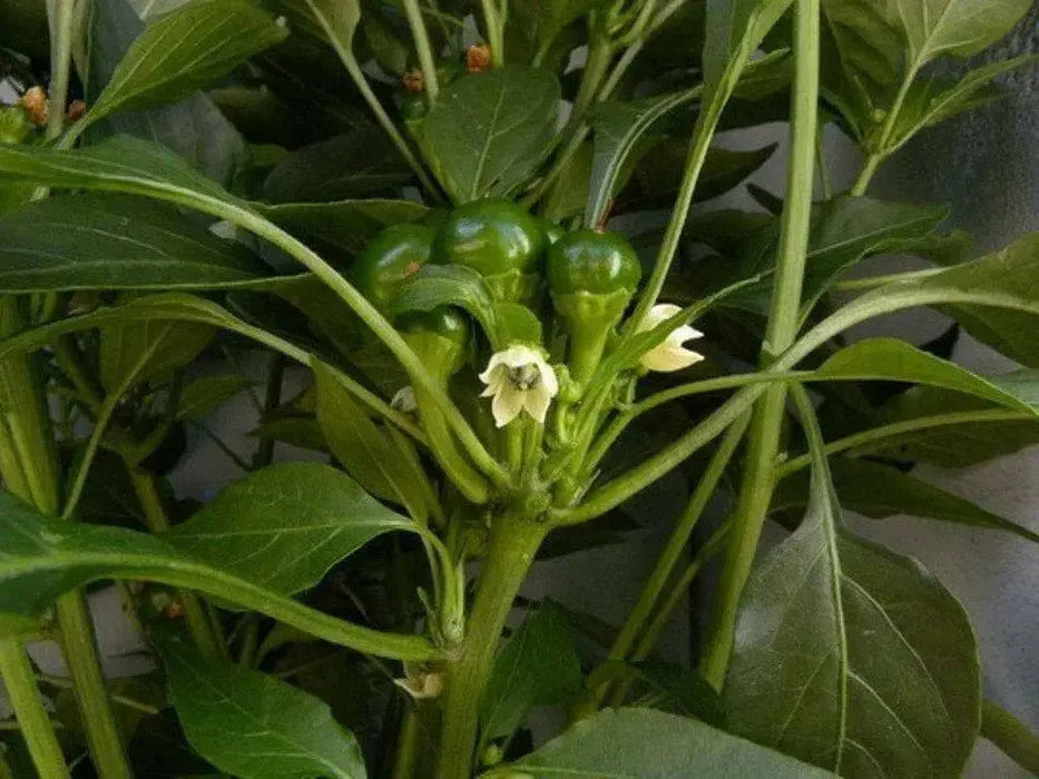 Ammazzo Pepper Seeds (Capsicum: Annuum ) -Edible, Ornamental, - Caribbean garden seed