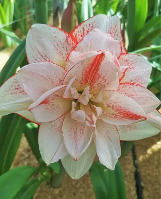 Amaryllis AMADEUS (BULBS) DOUBLE  FLOWERS,GREAT GIFT - Caribbean garden seed