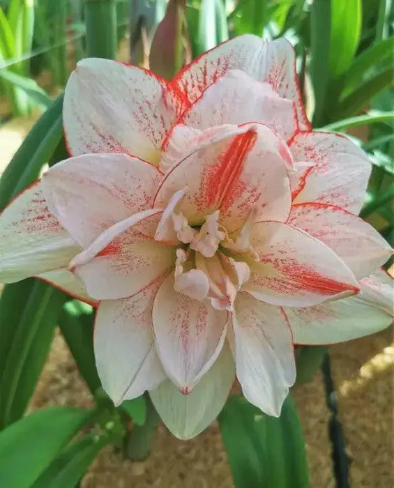 Amaryllis AMADEUS (BULBS) DOUBLE  FLOWERS,GREAT GIFT - Caribbean garden seed