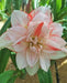 Amaryllis AMADEUS (BULBS) DOUBLE  FLOWERS,GREAT GIFT - Caribbean garden seed