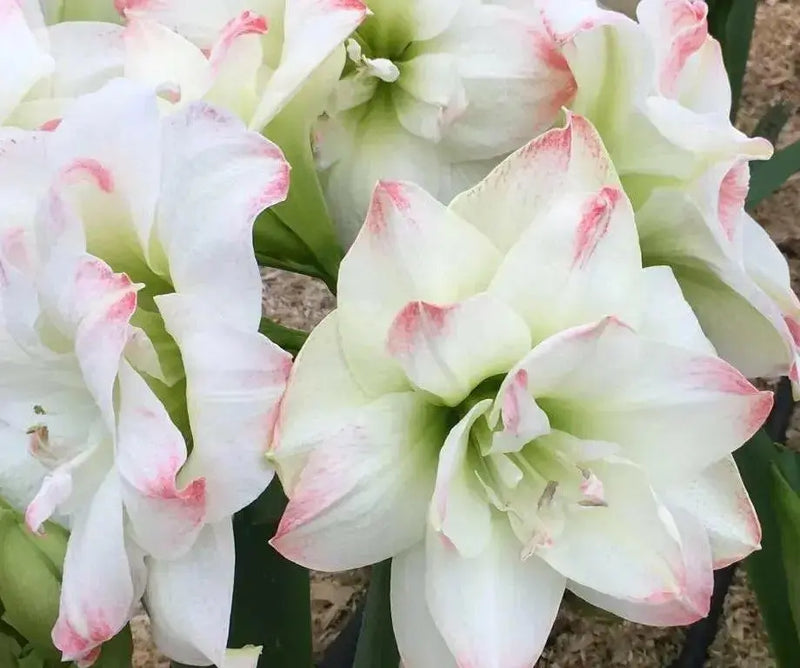 Amaryllis AMADEUS (BULBS) DOUBLE  FLOWERS,GREAT GIFT - Caribbean garden seed