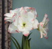 Amaryllis AMADEUS (BULBS) DOUBLE  FLOWERS,GREAT GIFT - Caribbean garden seed