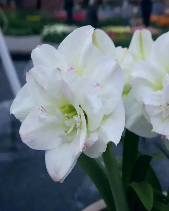 Amaryllis AMADEUS (BULBS) DOUBLE  FLOWERS,GREAT GIFT - Caribbean garden seed