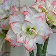 Amaryllis AMADEUS (BULBS) DOUBLE  FLOWERS,GREAT GIFT - Caribbean garden seed