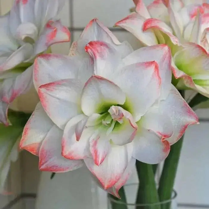 Amaryllis AMADEUS (BULBS) DOUBLE  FLOWERS,GREAT GIFT - Caribbean garden seed