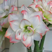 Amaryllis AMADEUS (BULBS) DOUBLE  FLOWERS,GREAT GIFT - Caribbean garden seed