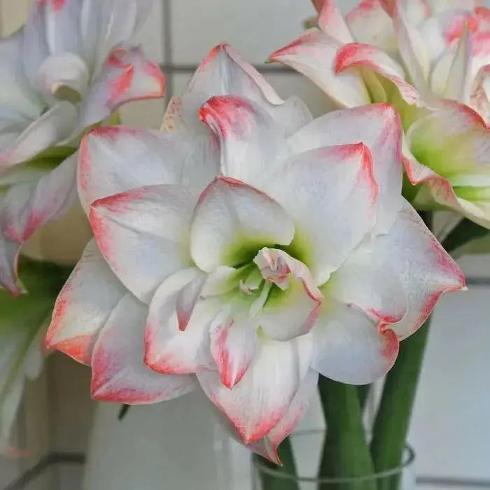 Amaryllis AMADEUS (BULBS) DOUBLE  FLOWERS,GREAT GIFT - Caribbean garden seed