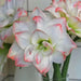 Amaryllis AMADEUS (BULBS) DOUBLE  FLOWERS,GREAT GIFT - Caribbean garden seed