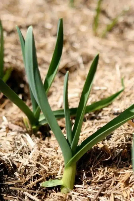 American Flag LEEK Seeds, VEGETABLE - Caribbean garden seed