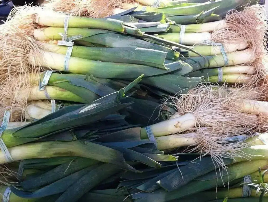 American Flag LEEK Seeds, VEGETABLE - Caribbean garden seed