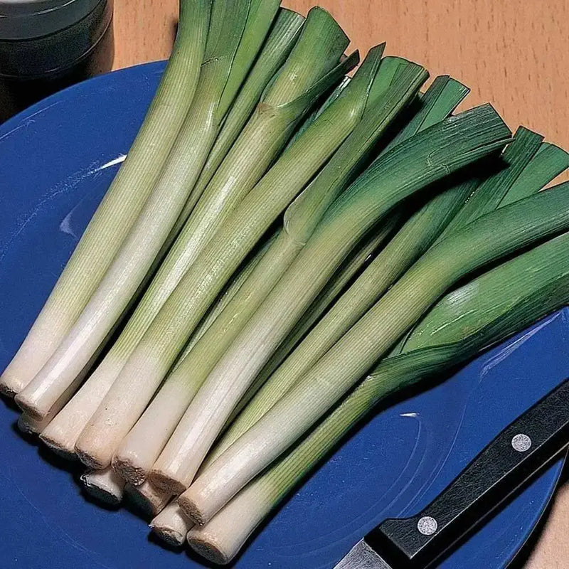 American Flag LEEK Seeds, VEGETABLE - Caribbean garden seed