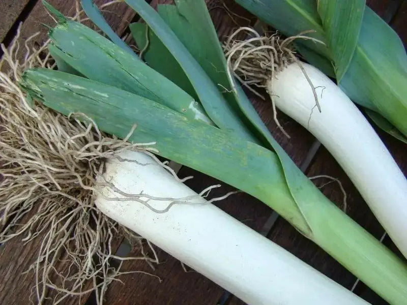 American Flag LEEK Seeds, VEGETABLE - Caribbean garden seed
