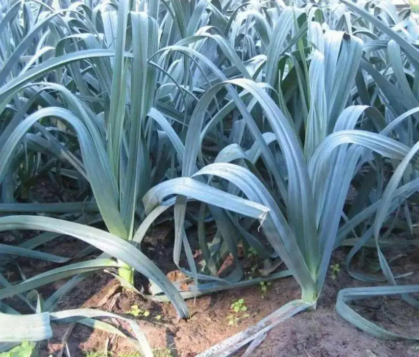 American Flag LEEK Seeds, VEGETABLE - Caribbean garden seed