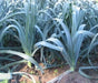 American Flag LEEK Seeds, VEGETABLE - Caribbean garden seed