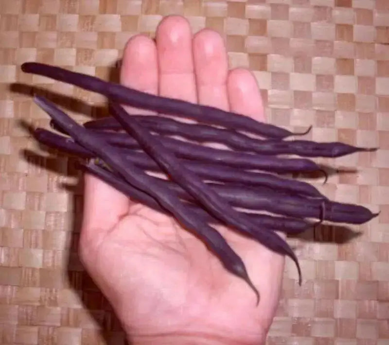 Amethyst Purple Stringless Filet (Bush) Bean - Caribbean garden seed
