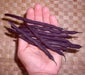 Amethyst Purple Stringless Filet (Bush) Bean - Caribbean garden seed